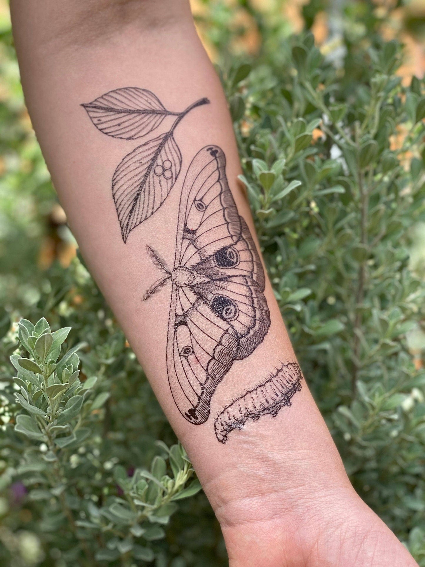 Polyphemus Moth Temporary Tattoo: 1-Pack