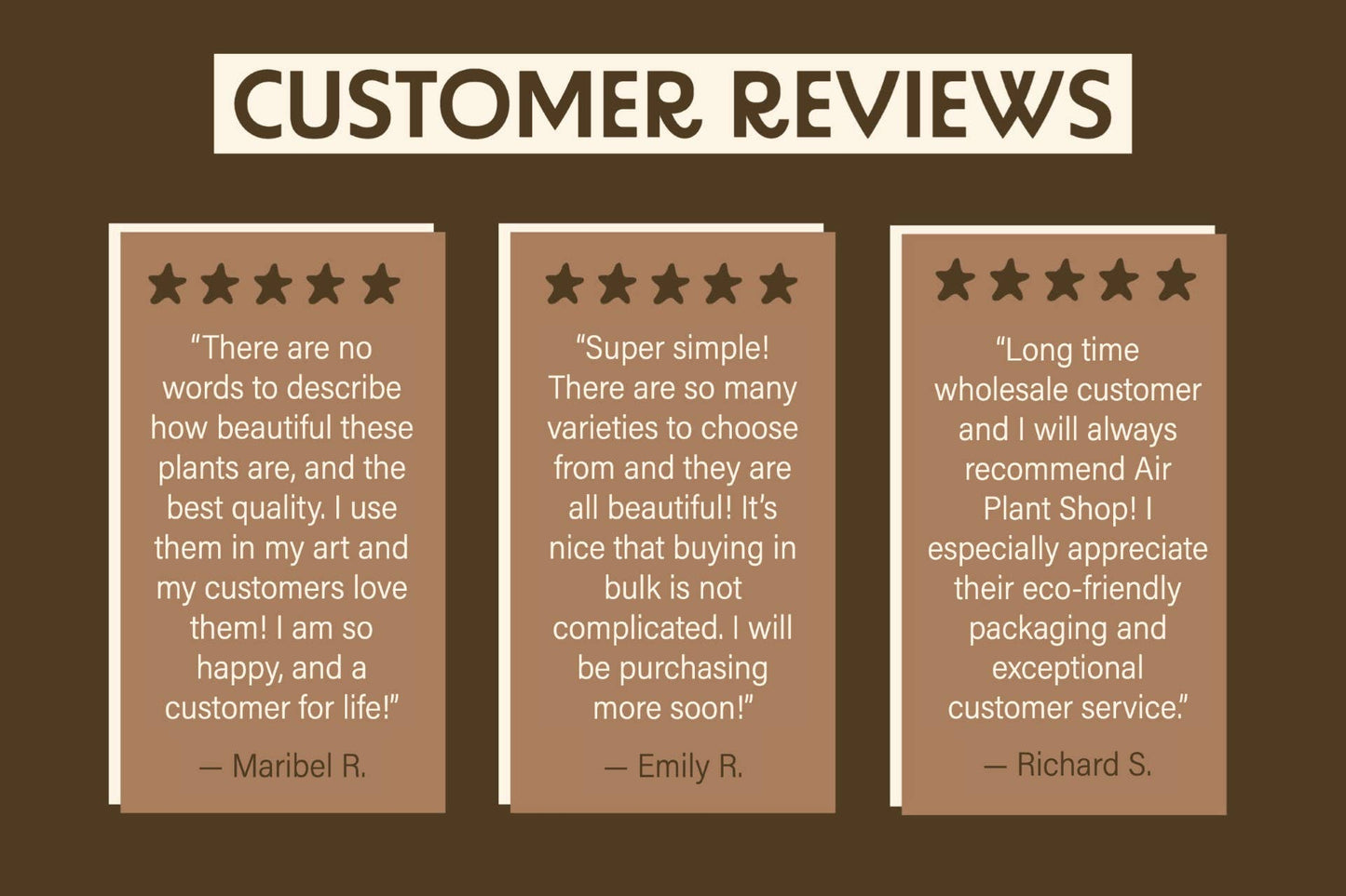 Assorted Tillandsia Ionantha Air Plants (24)