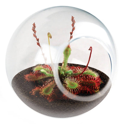 Tiny Terrarium Carnivorous Glass Terrarium Counter Display