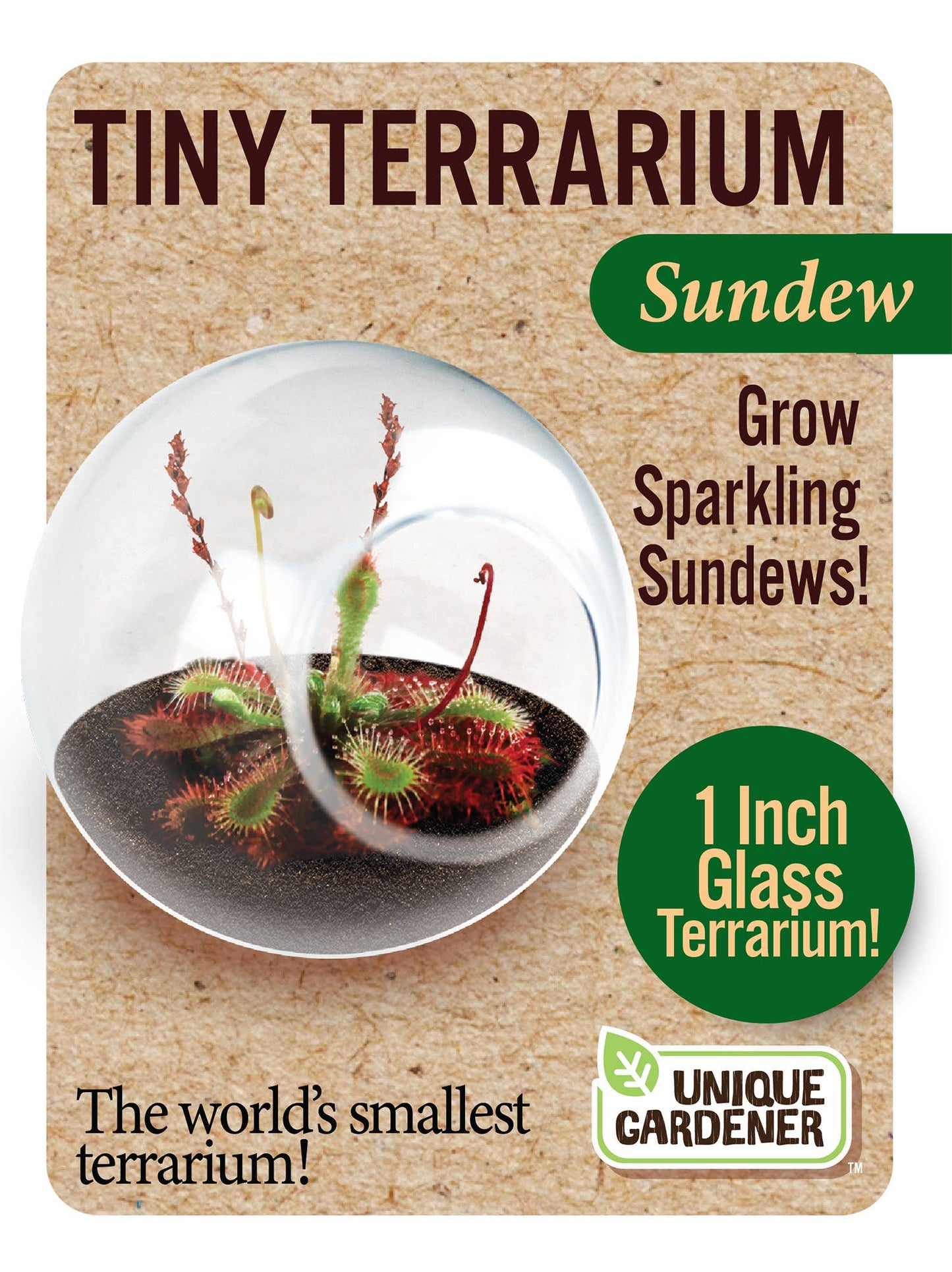 Tiny Terrarium Carnivorous Glass Terrarium Counter Display