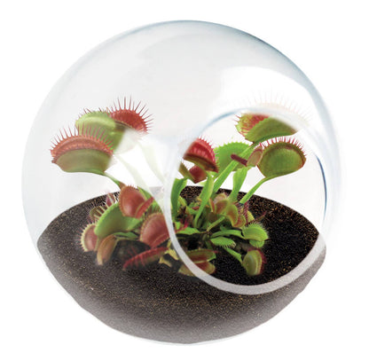 Tiny Terrarium Carnivorous Glass Terrarium Counter Display