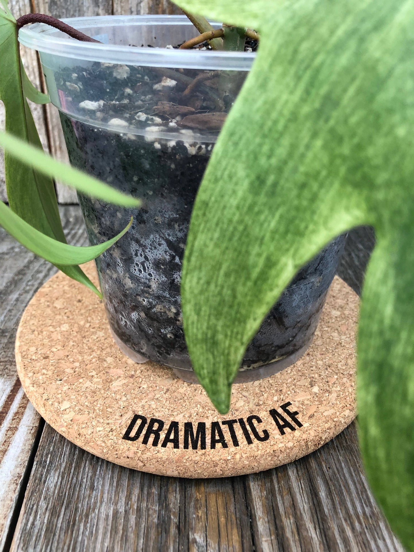 Dramatic AF Cork Plant Mat - Engraved Cork Round - C: 4 Inch Cork Plant Mat