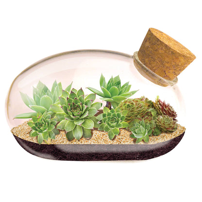 Succulent Star Mouse Glass Terrarium