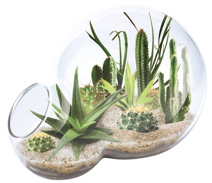 Desert Escape Growarium Glass Terrarium